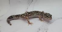 gecko léopard mack snow - Photo 8