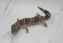 gecko léopard mack snow - Photo 9