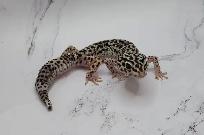 gecko léopard mack snow - Photo 10