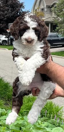 sheepadoodle F1BB caniche x berger anglais - Photo 2