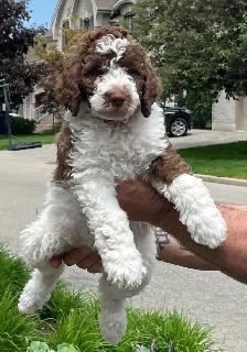 sheepadoodle F1BB caniche x berger anglais - Photo 3