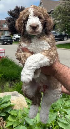 sheepadoodle F1BB caniche x berger anglais - Photo 4