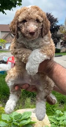 sheepadoodle F1BB caniche x berger anglais - Photo 5