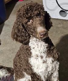 sheepadoodle F1BB caniche x berger anglais - Photo 6