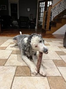 sheepadoodle F1BB caniche x berger anglais - Photo 7
