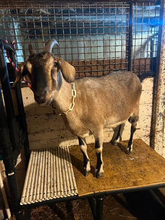 Nubian cross milk goat