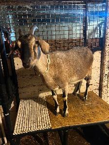 Nubian cross milk goat