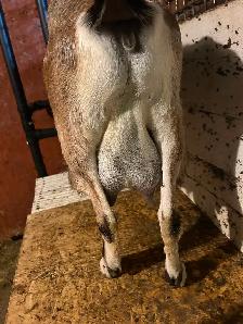 Nubian cross milk goat - Photo 2
