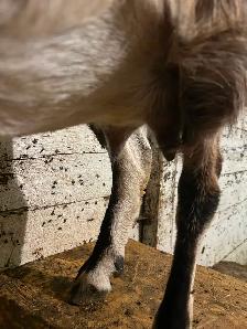 Nubian cross milk goat - Photo 3