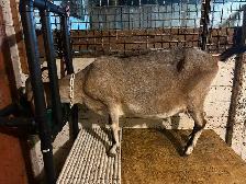 Nubian cross milk goat - Photo 4