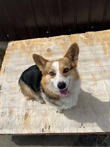 purebred corgi for sale