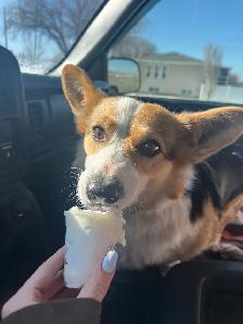 purebred corgi for sale - Photo 2