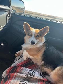purebred corgi for sale - Photo 3