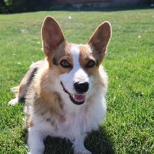 purebred corgi for sale - Photo 4