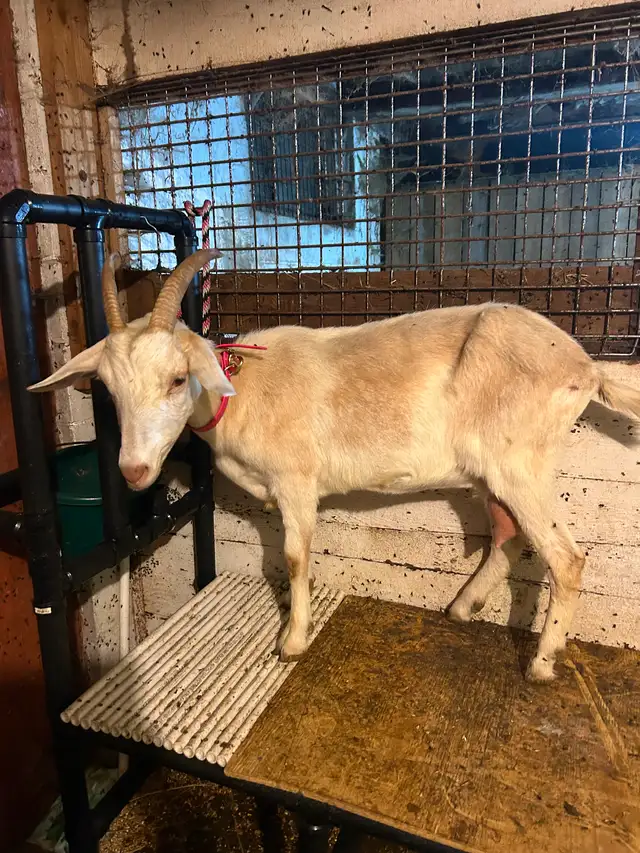 Nubian x saanen milk goat for sale