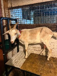 Nubian x saanen milk goat for sale