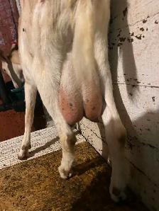 Nubian x saanen milk goat for sale - Photo 2