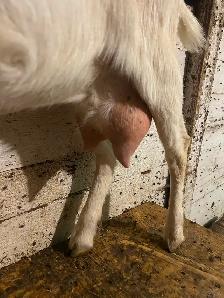 Nubian x saanen milk goat for sale - Photo 3