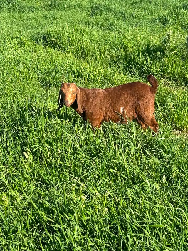 Boer cross buckling