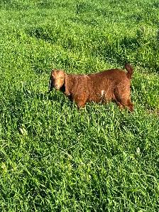Boer cross buckling