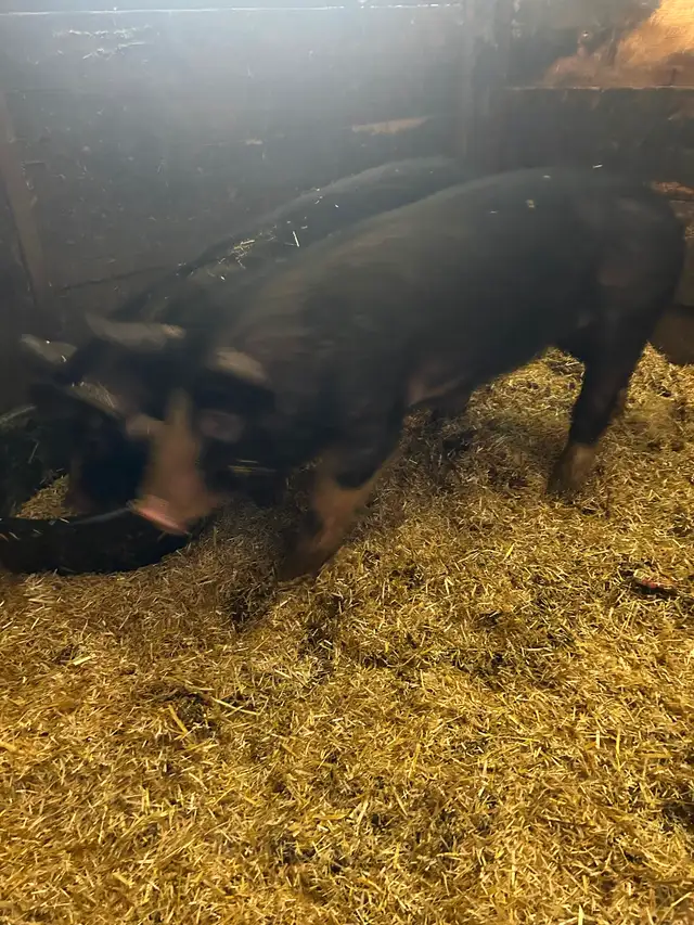 2 Berkshire gilts for sale