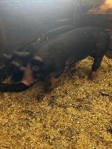 2 Berkshire gilts for sale