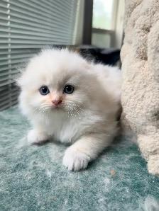 Ragdoll Scottish Fold Kitten (Boy with Blue Eyes)