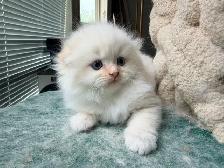 Ragdoll Scottish Fold Kitten (Boy with Blue Eyes) - Photo 3