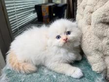 Ragdoll Scottish Fold Kitten (Boy with Blue Eyes) - Photo 6