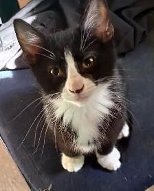 Grey and Black Kittens