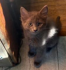 Grey and Black Kittens - Photo 2