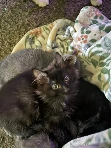 Grey and Black Kittens - Photo 3