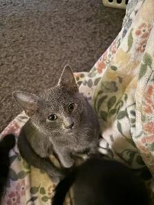Grey and Black Kittens - Photo 4