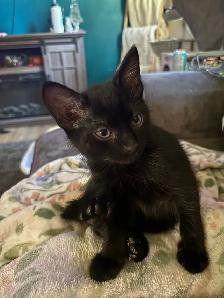 Grey and Black Kittens - Photo 5
