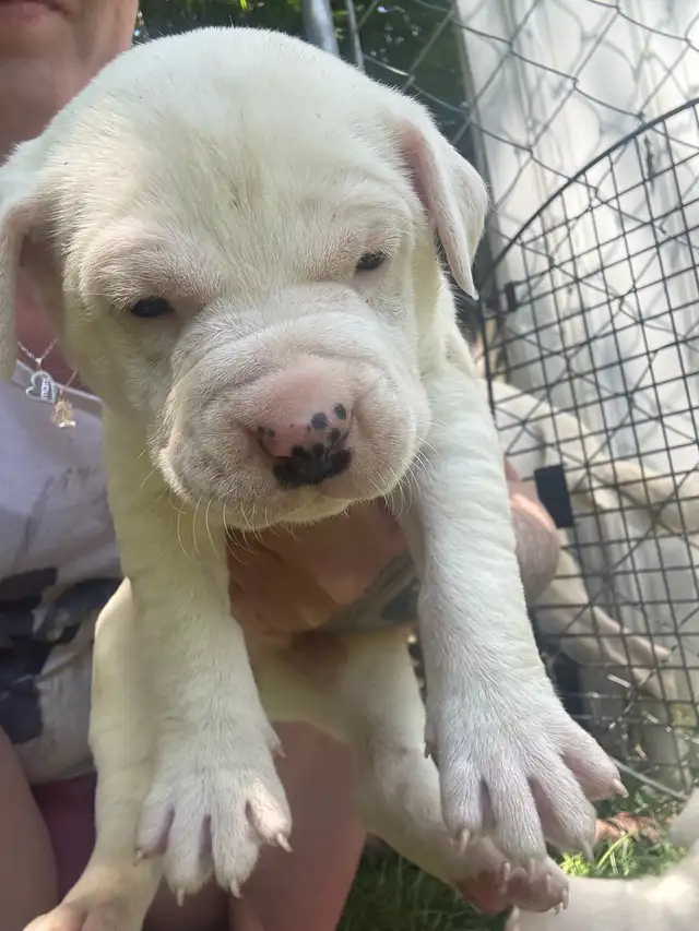 American Dogo male puppies