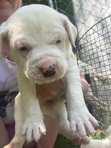 American Dogo male puppies