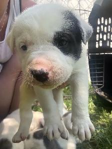 American Dogo male puppies - Photo 2