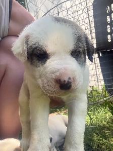 American Dogo male puppies - Photo 3