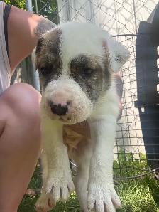 American Dogo male puppies - Photo 4