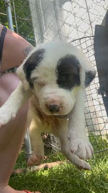 American Dogo male puppies - Photo 5