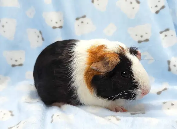 cochon d'inde trois couleurs