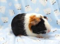 cochon d'inde trois couleurs