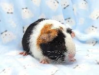 cochon d'inde trois couleurs - Photo 2