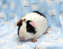 cochon d'inde trois couleurs - Photo 3