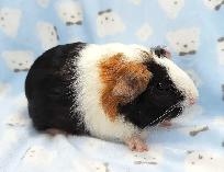 cochon d'inde trois couleurs - Photo 4