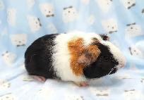 cochon d'inde trois couleurs - Photo 6