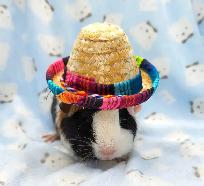 cochon d'inde trois couleurs - Photo 8
