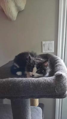 female kitten