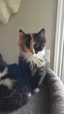 female kitten - Photo 2