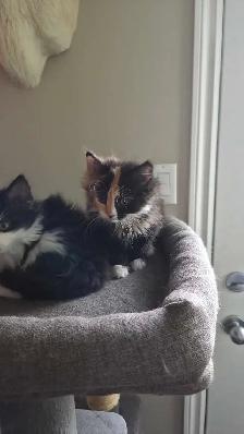 female kitten - Photo 3